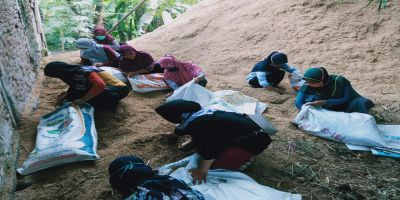 Tim Tangguh KWT Rejo Lestari mengumpulkan merang padi